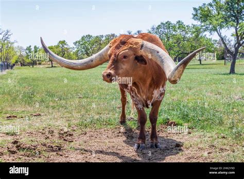 Marble Falls Texas Usa Longhorn Cattle In The Texas Hill Country