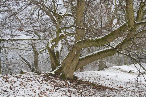 Free Images Tree Nature Forest Branch Frost Weather Snowy
