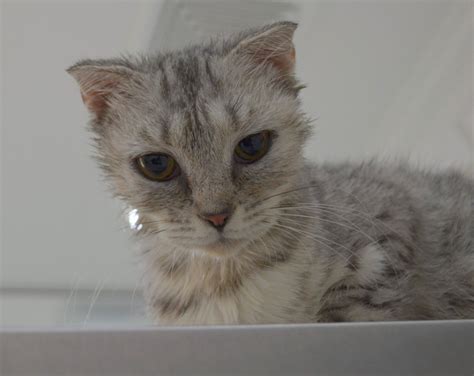 Scottish Fold For Adoption Cats Dubai Adopt My Pets