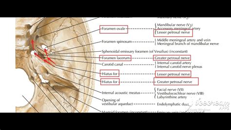 Greater And Lesser Petrosal Nerves 1 Youtube