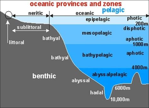 Marine Ocean Zones Diagram Quizlet
