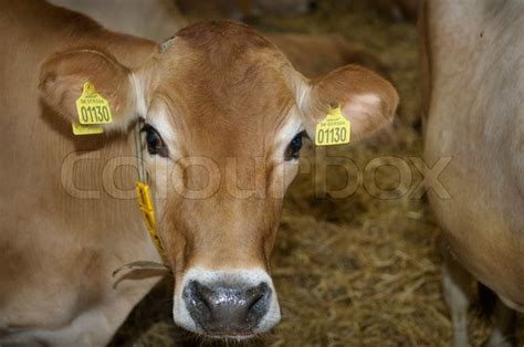 Close Up On Cow With Ear Marks Stock Image Colourbox