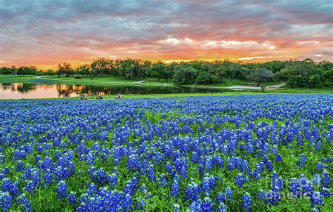 Texas Fiery Sunset Over Bluebonnets Texas Bluebonnet Wildflower