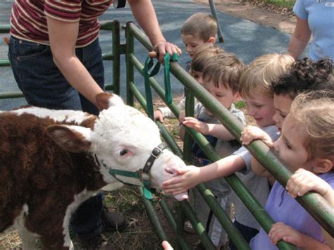 A petting zoo (often called, or part of, a children's zoo) features a combination of domesticated animals and some wild species that are docile enough to touch and feed. Simple Summers - 12 Great Ideas for Taking Vacations at ...