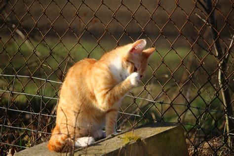 Kucing adalah hewan yang sangat cantik dan imut sehingga tidak mungkin anda menahan keinginan untuk memeluk atau bermain dengannya. Gambar : anak kucing, binatang menyusui, fauna, cambang, bertulang belakang, mieze, ikan kembung ...