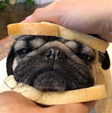 Pin By Jsunshine On Creatures Pugs Funny Baby Pugs Cute Animals