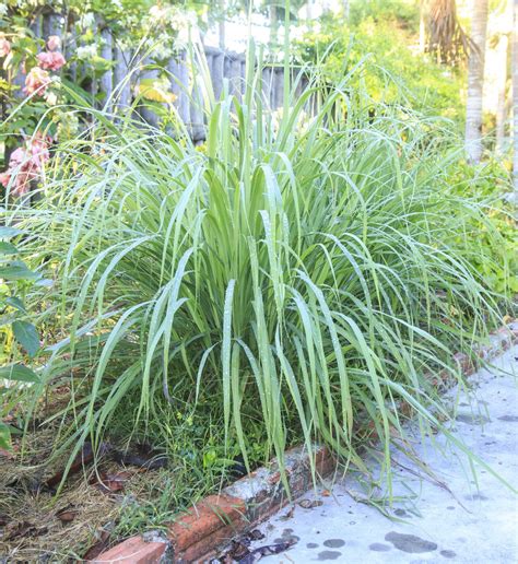 Lemongrass is an aromatic tropical plant with long, slender blades. Planting Next To Lemongrass: Suitable Lemongrass ...