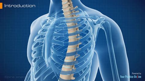 Spine Anatomy Video Medical Video Library
