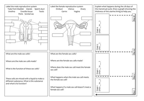 Ks3 Reproductive Systems And Menstrual Cycle Revision Mat By