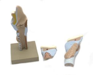 Eisco Enlarged Human Larynx Model 3 Parts Sargent Welch