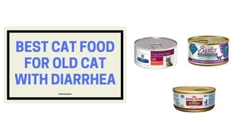 Best Cat Food For Old Cat With Diarrhea The Kitty Expert