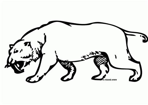 Saber Tooth Tiger Coloring Page Coloring Home