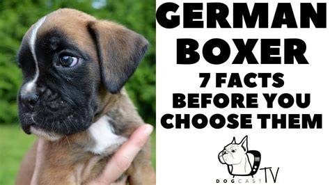 Before You Buy A Dog German Boxer 7 Facts To Consider Dogcasttv