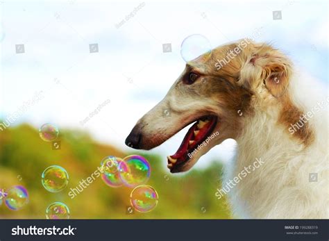 Happy Borzoi Greyhound Dog Puppy Bubbles Stock Photo 199288319
