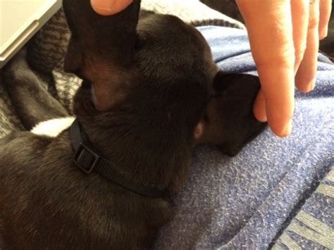 Along with ear mites, there are other parasites that can affect your dog's ears: Symmetrical Hair Loss- any ideas?