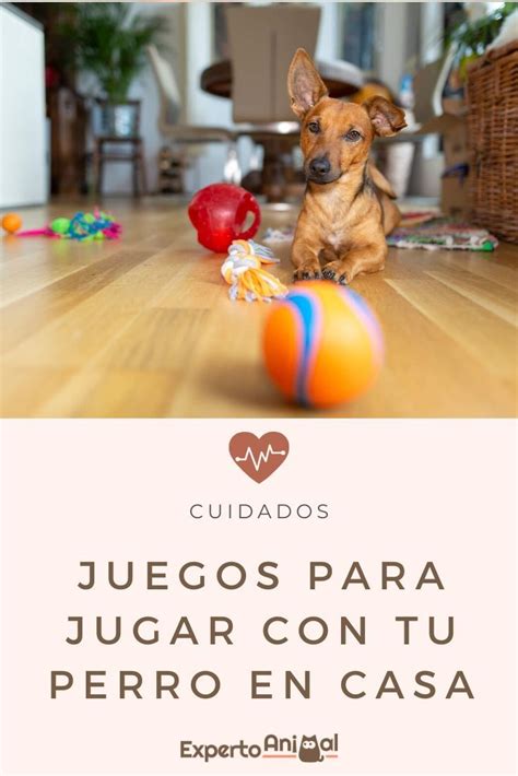 Gana el que más puntos obtenga. 6 juegos para jugar con tu perro en casa | Actividades ...