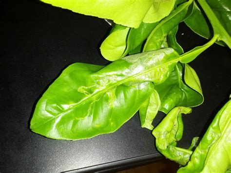 Diagnosis What Is Causing Curled Leaves On Different Varieties Of