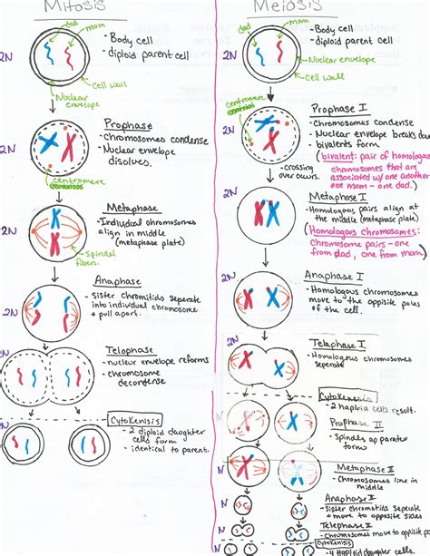 Meiosis And Worksheet Answers