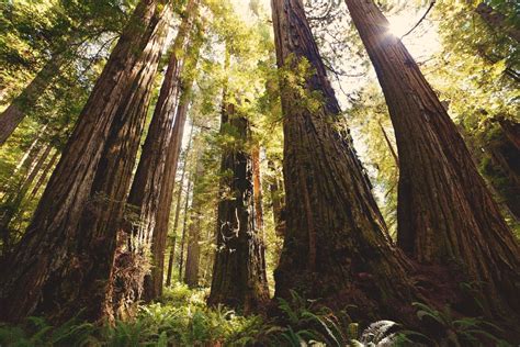 8 Best Places To See Redwoods Near San Francisco Go Travel California