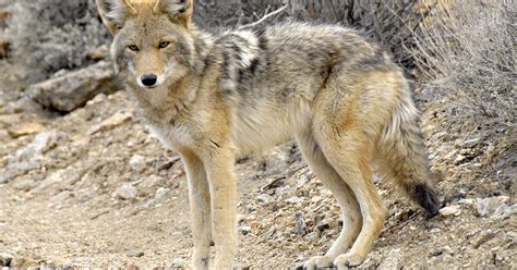 Prescott Officials Warn Of Aggressive Coyote At Least Four People Attacked