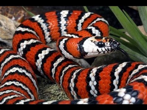 We did not find results for: KINGSNAKE - Ular Merah Hitam - Wild Life Animal Planet [HD ...