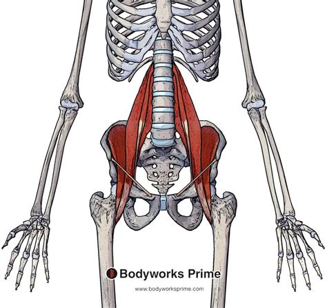 Psoas Major Muscle Anatomy Bodyworks Prime