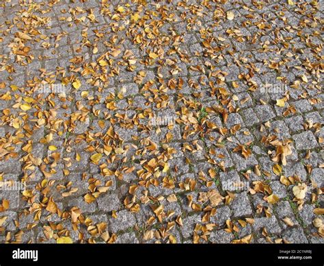 Autumn Leaves On Paving Stones Stock Photo Alamy