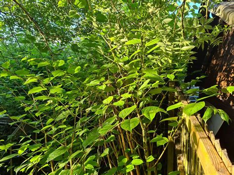 🏡 How To Undertake Japanese Knotweed Removal For Good Concise Guide
