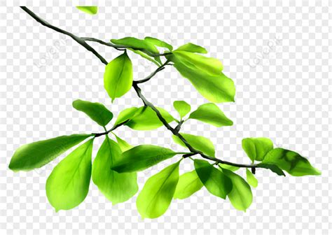 Leafy Branches Images Hd Pictures For Free Vectors Download