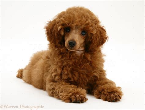 Dog Red Toy Poodle Pup Photo Wp17182