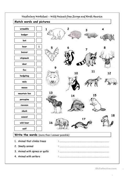 Vocabulary Matching Worksheet - Wild Animals from Europe & North