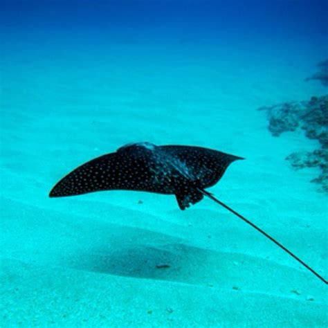 107 Best Images About Under The Sea Stingray On