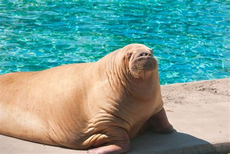 The Weight Of A Walrus And Other Interesting Walrus Facts Weighmag