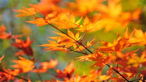 Autumn Leaves On A Branch Wallpaper Photography Wallpapers 33415