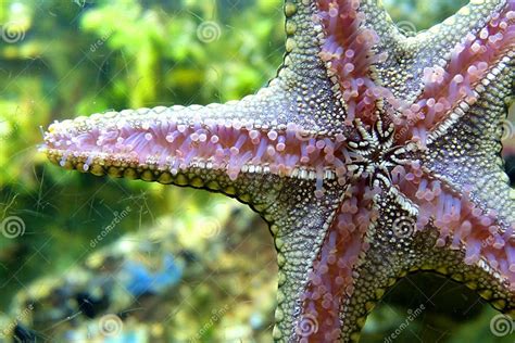 Close Up Five Arm Starfish Stock Image Image Of Water 93078397