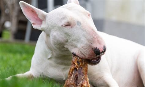 10 Best Dog Food For Bull Terriers In 2023 Dry And Wet