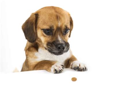 This delicious dry food for puppies features real deboned chicken as the very first ingredient. Merrick Dog Food Reviews 🦴 Puppy Food Recalls 2020 🦴 ...