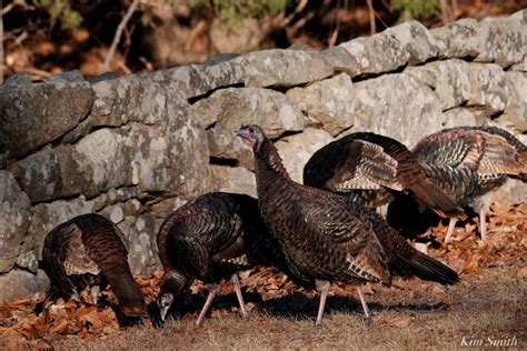 Wild Turkeys Massachusetts Copyright Kim Smith Good Morning Gloucester