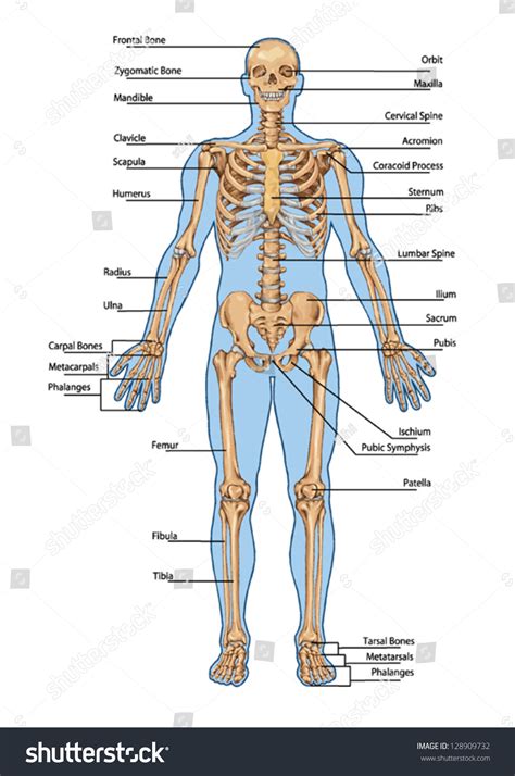 Human Skeleton Anterior View Didactic Board Stock Vector 128909732