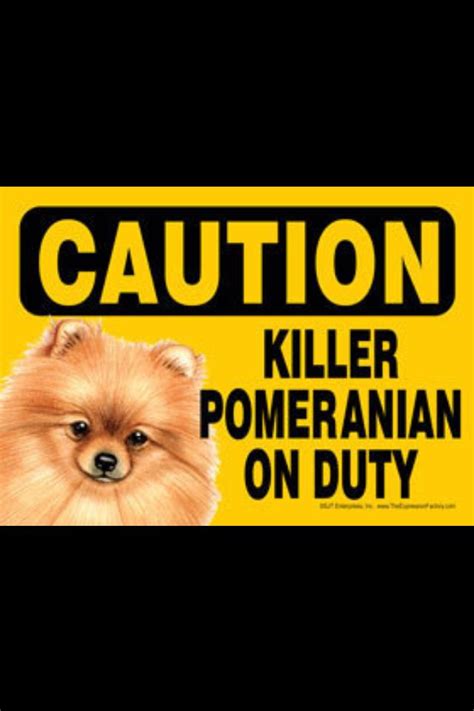 This Is My Dog 100 Funny Dog Signs Pomeranian Puppy Dog Signs
