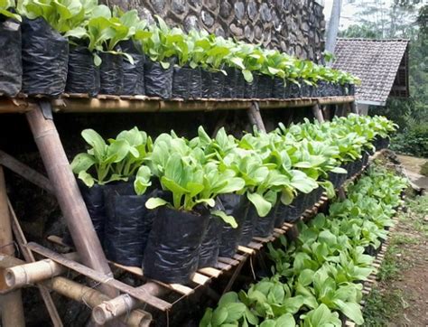 Demikian uraian mengenai cara menanam sawi putih dan perawatannya yang cukup mudah untuk anda praktekkan. Panduan Cara Mudah Menanam Sawi di Polybag | -Petani TOP-