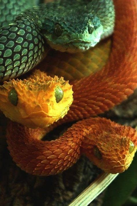16 Bush Vipers Ideas In 2021 Beautiful Snakes African Bush Viper