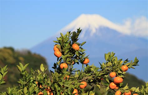 Top Ranked Fruits In Japan For Each Season All About Japan