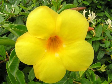 Filbright Yellow Flower Wikipedia
