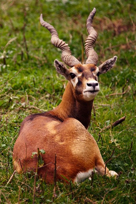 Free Images Animal Male Wildlife Wild Horn Brown Mammal Fauna