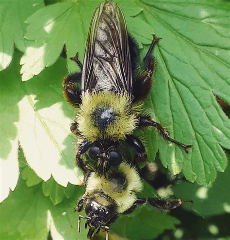 A Robber Fly Which Mimics The Appearance Of A Bumblebee In Order To