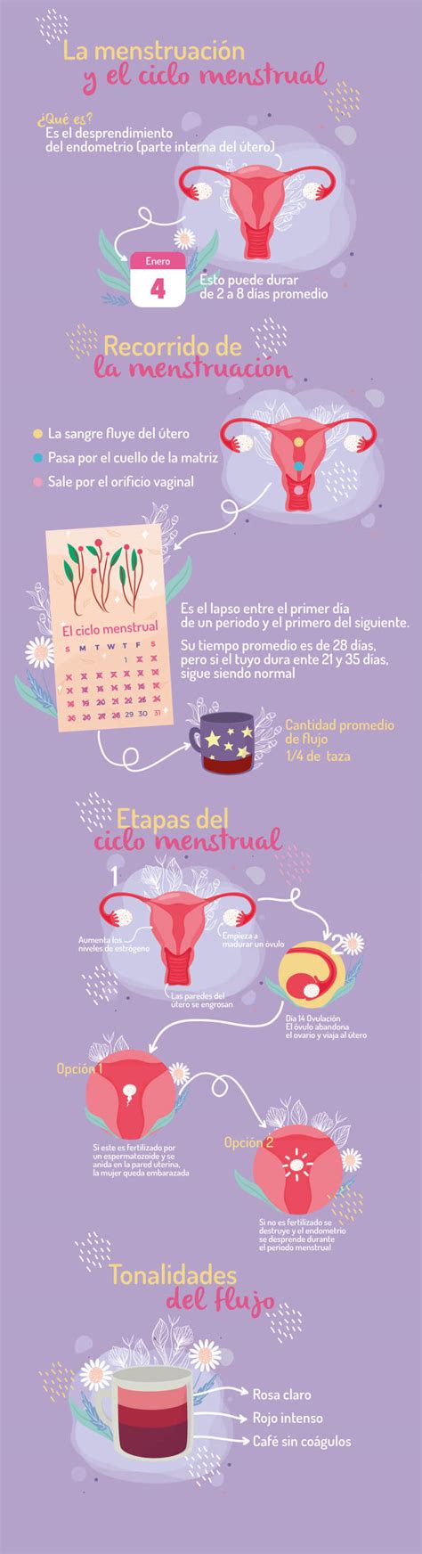 Cómo funciona tu ciclo menstrual Nosotras