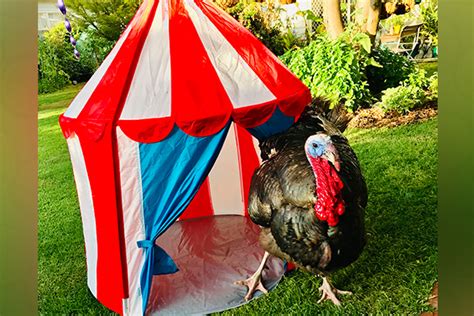 Pet Turkey Becomes The Star Of A Victorian Town