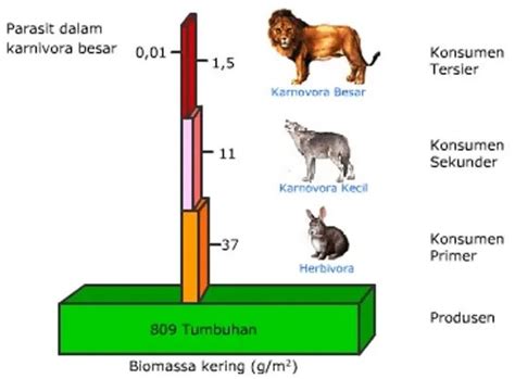 We did not find results for: Full Jenis-jenis Piramida Makanan, Penjelasan, dan ...