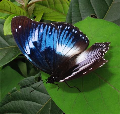 Top 10 Most Beautiful Butterflies Of The World